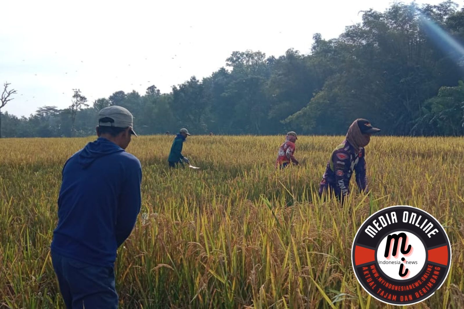 Kesusahan Petani Mencari Pupuk di Tengah Panen Raya di Dusun Nganjung Anjung