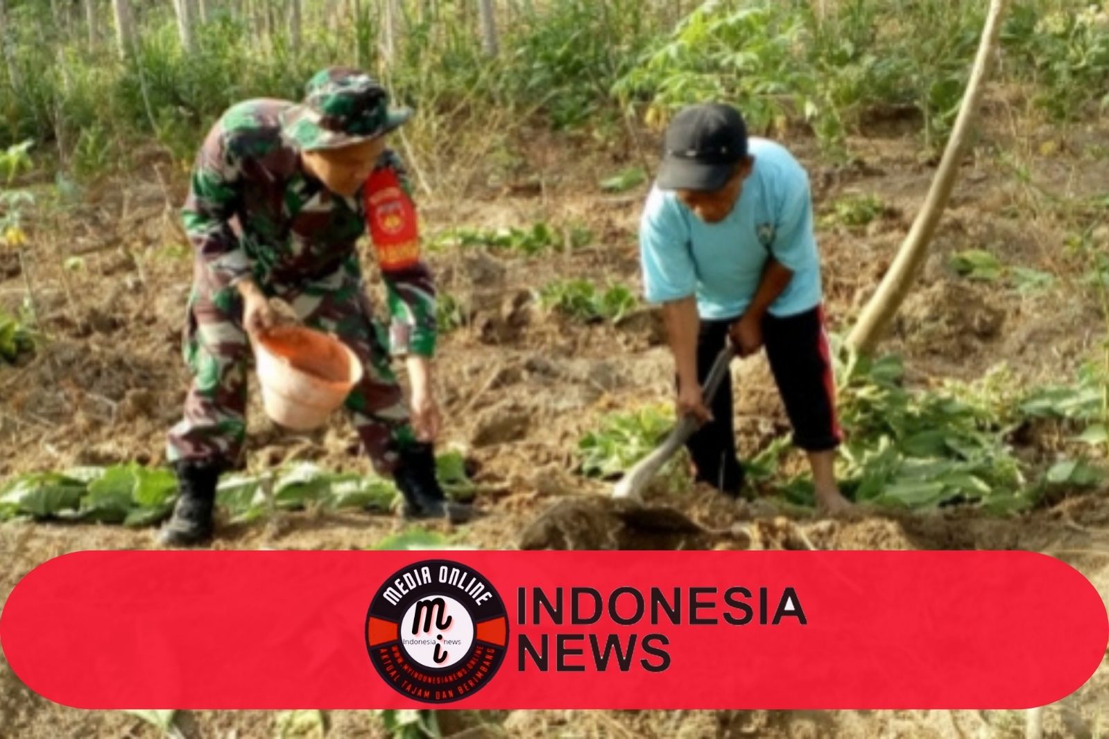 Tingkatkan Kesejahteraan dan Ketahanan Pangan Babinsa Dampingi Petani Tembakau di Desa Karanggeneng