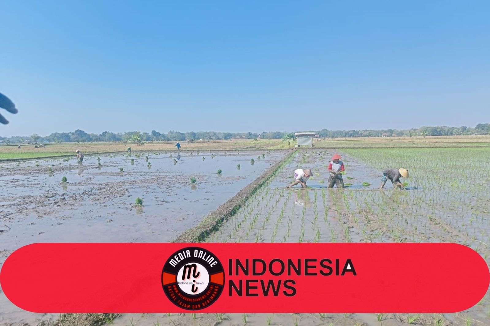 Breaking News : Kelangkaan Pupuk Rabuk Mengancam Petani di Kabupaten Sragen